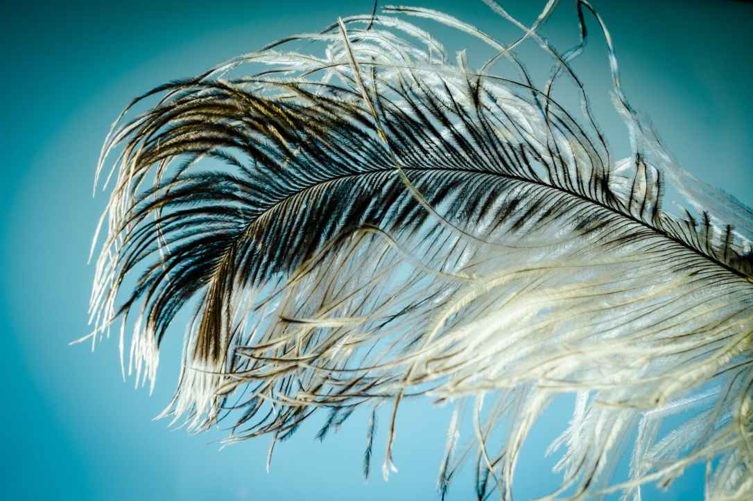 black and white feather